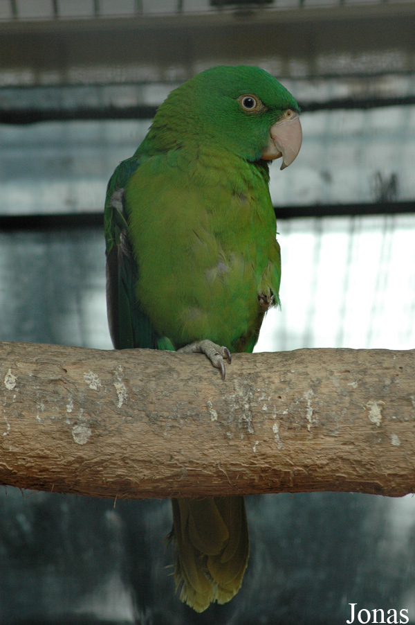 Tanygnathus sumatranus