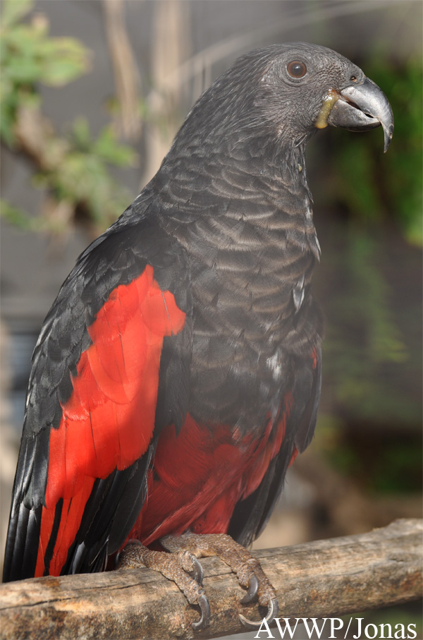 Psittrichas fulgidus