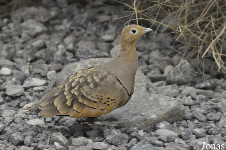 Pterocles exustus erlangeri