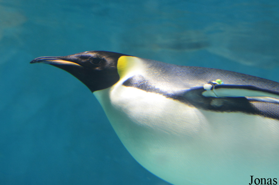 Aptenodytes forsteri
