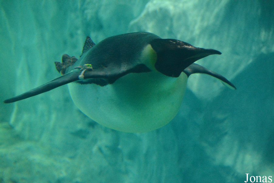 Aptenodytes forsteri