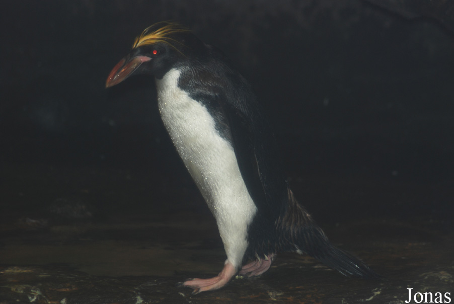 Eudyptes chrysolophus