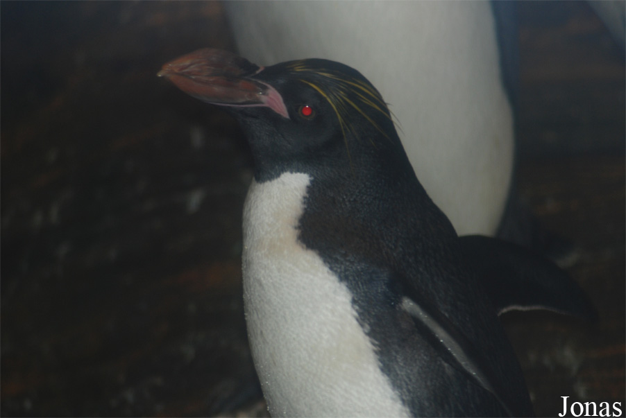 Eudyptes chrysolophus