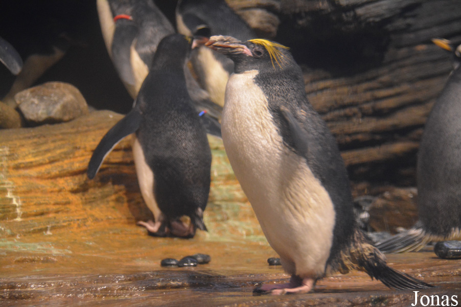 Eudyptes chrysolophus
