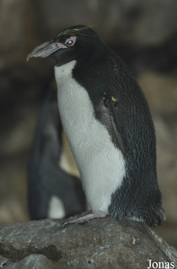 Eudyptes chrysolophus