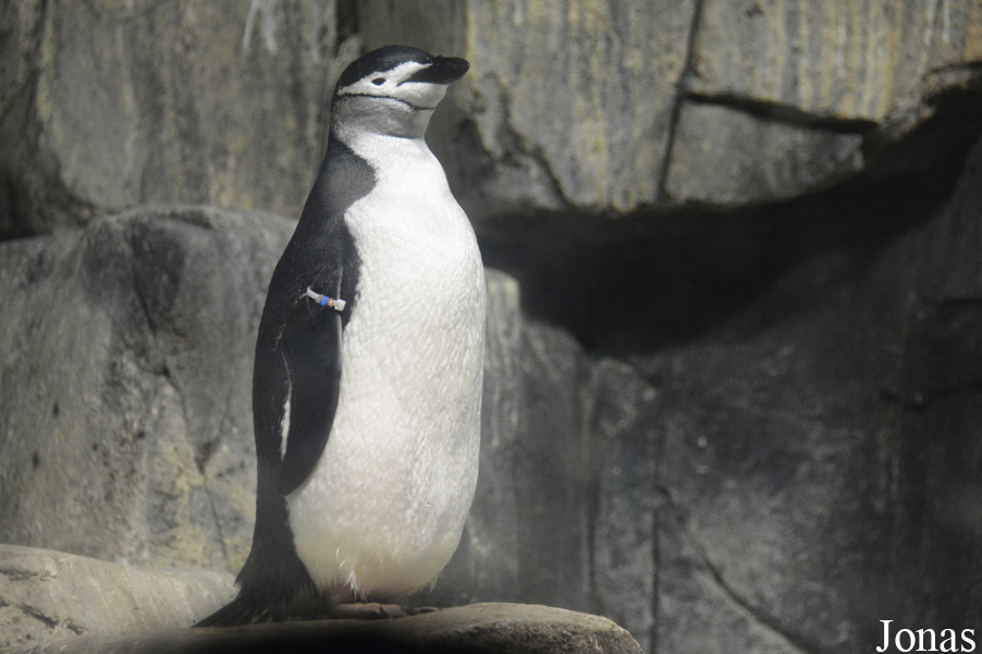 Pygoscelis antarcticus