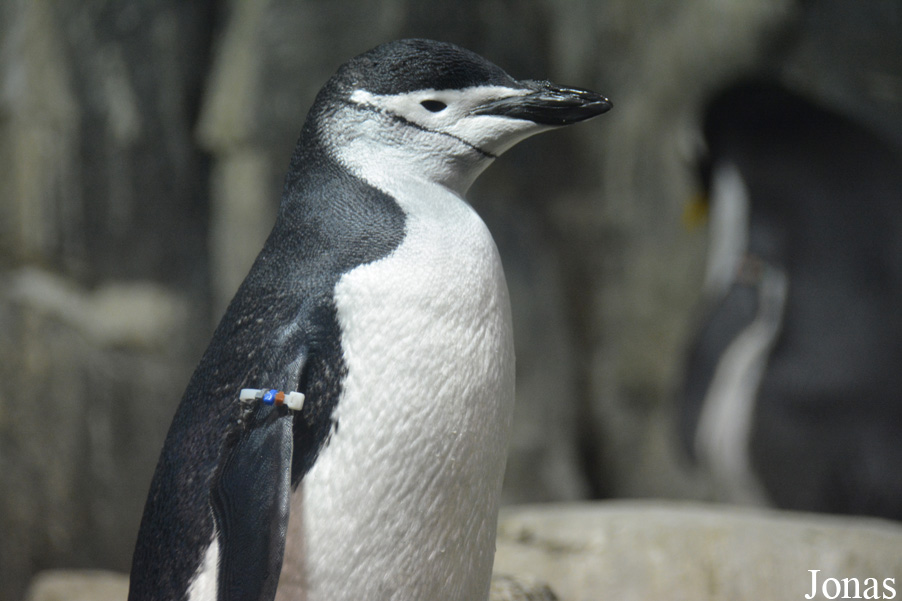Pygoscelis antarcticus