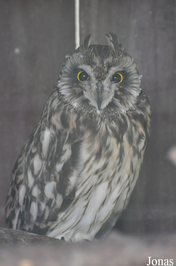 Asio otus