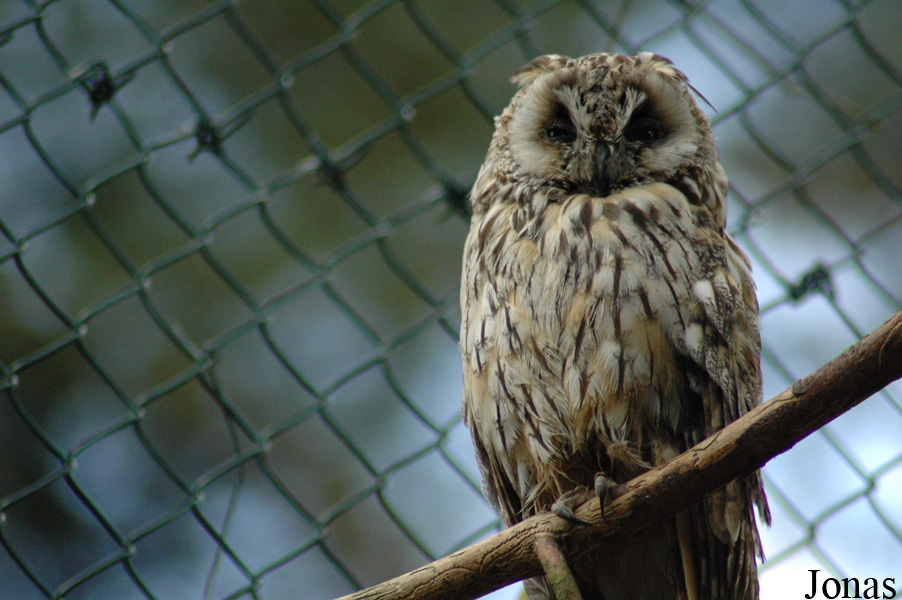Asio otus