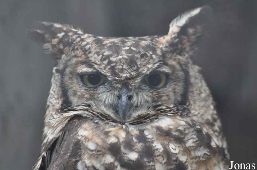Bubo africanus