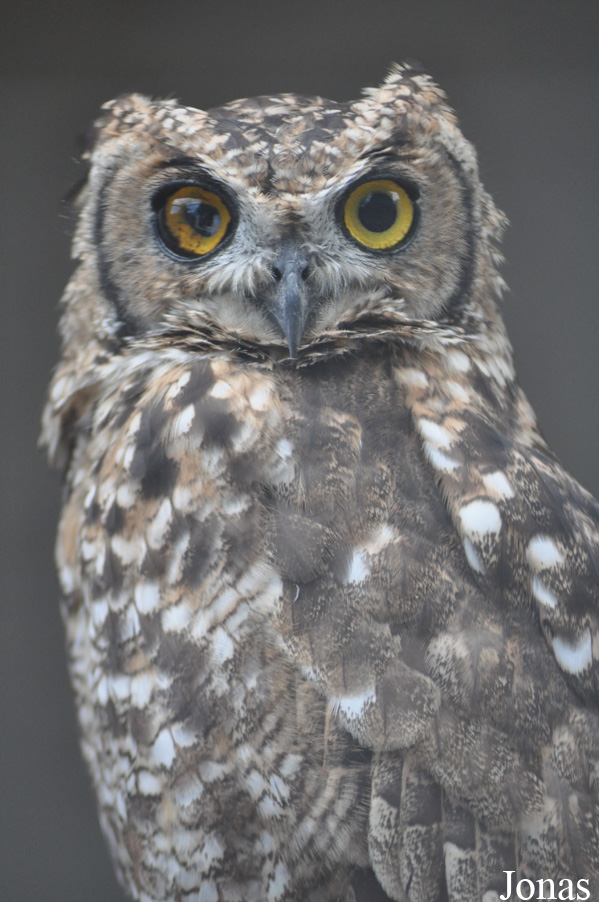 Bubo africanus