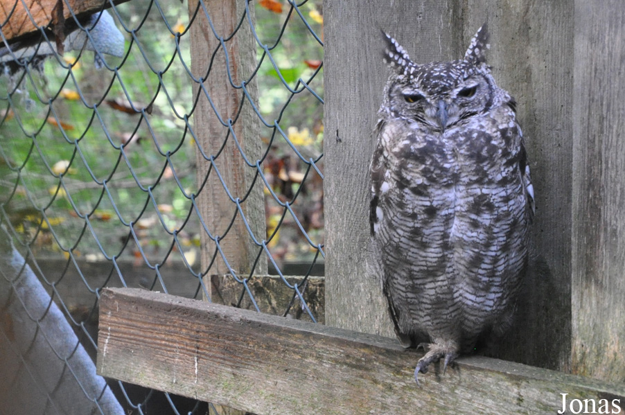 Bubo africanus