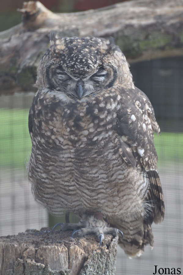Bubo africanus