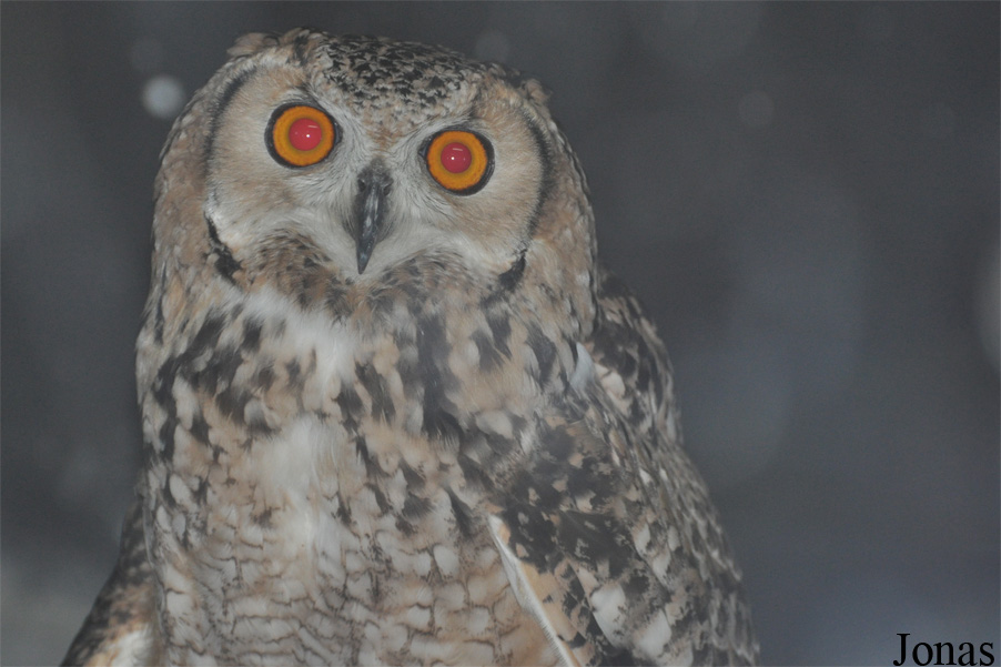Bubo ascalaphus