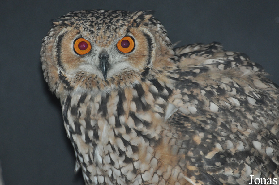 Bubo ascalaphus