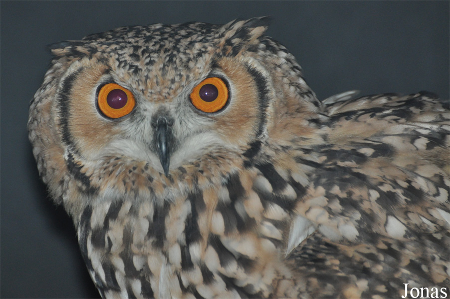 Bubo ascalaphus
