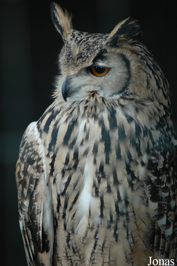 Bubo bengalensis