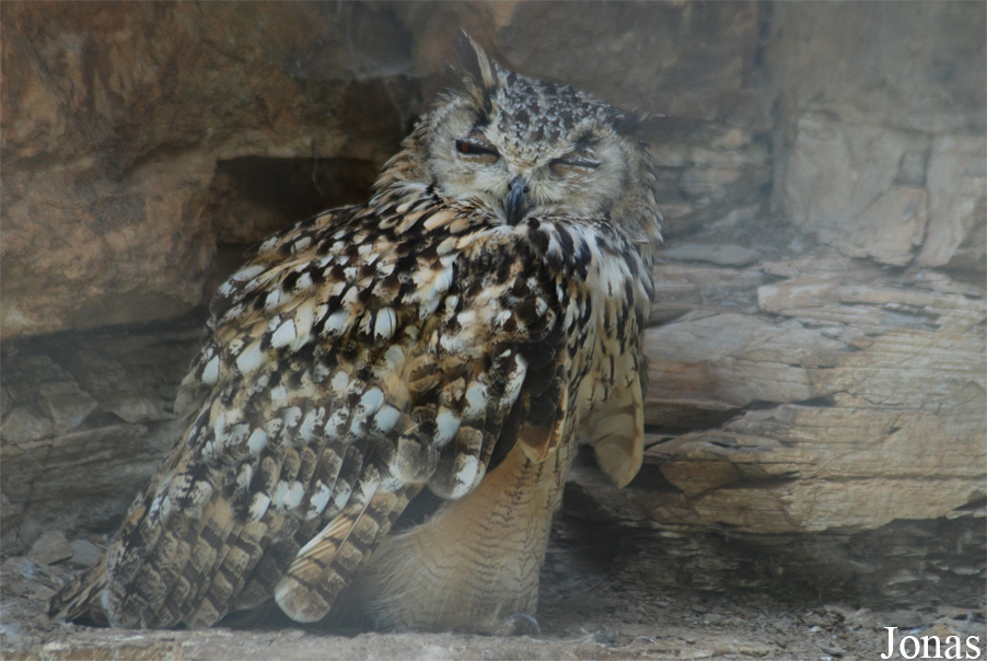 Bubo bengalensis