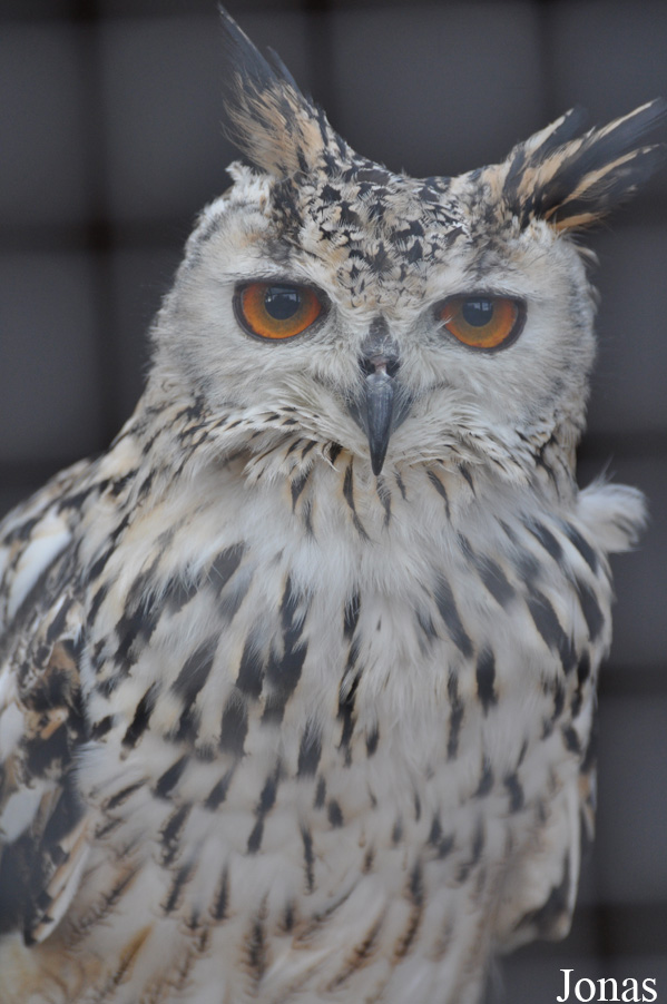 Bubo bengalensis