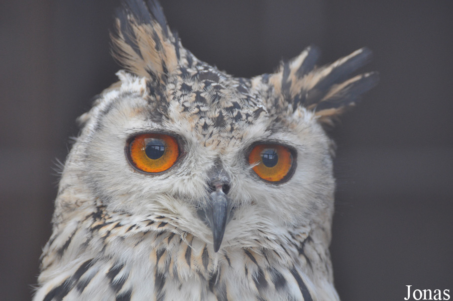 Bubo bengalensis