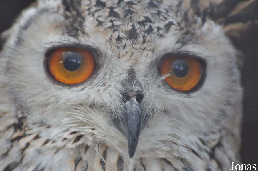 Bubo bengalensis