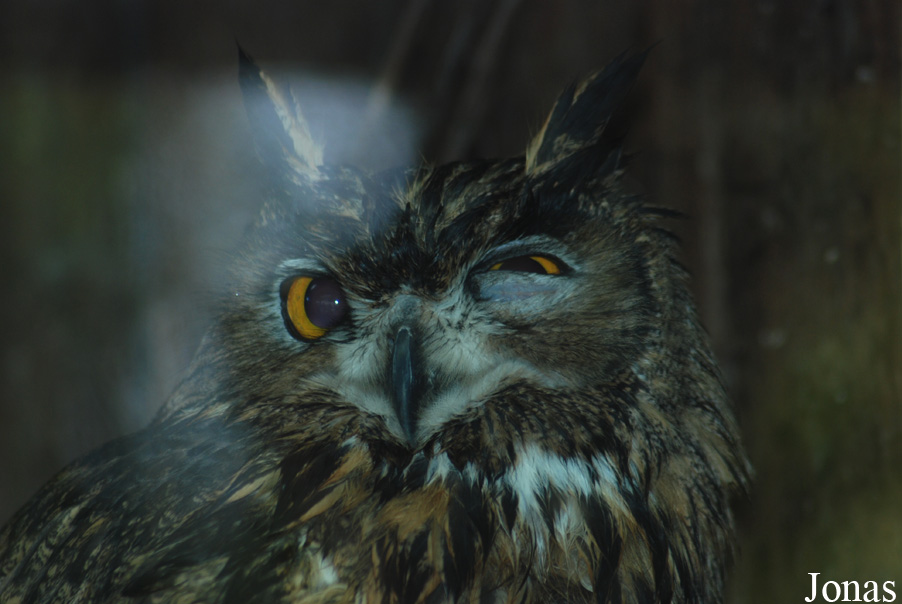 Bubo bubo