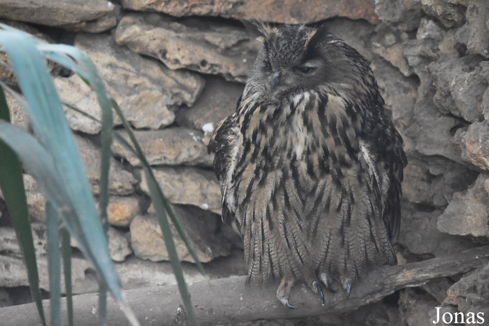 Bubo bubo hispanus