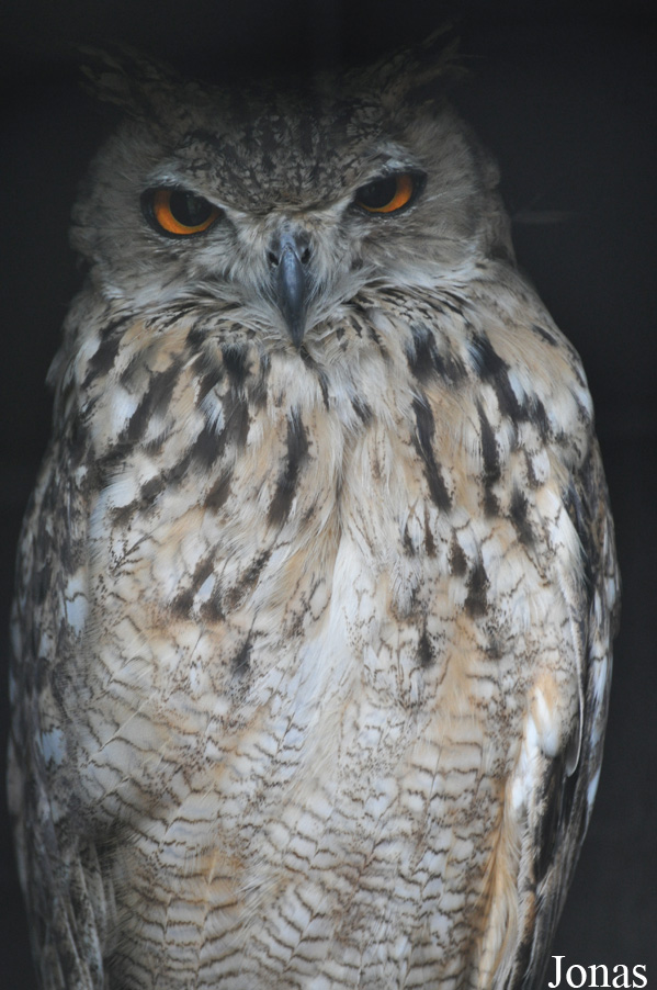 Bubo bubo interpositus