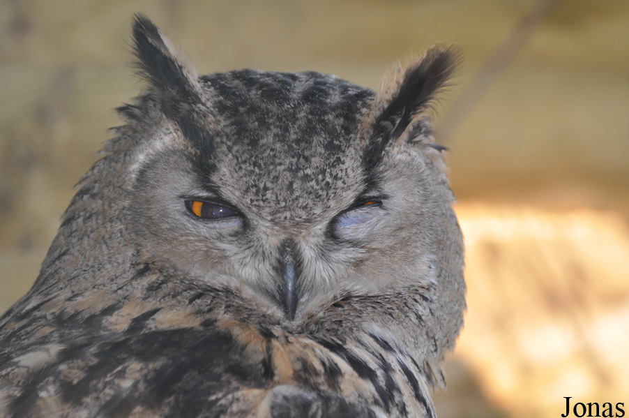 Bubo bubo turcomanus