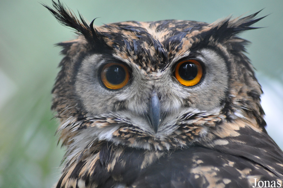 Bubo capensis mackinderi