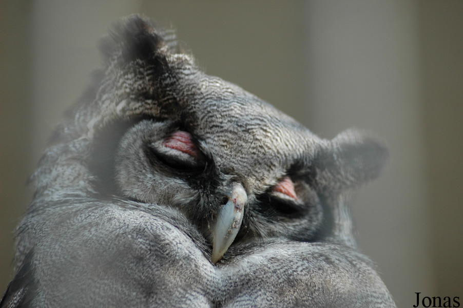Bubo lacteus