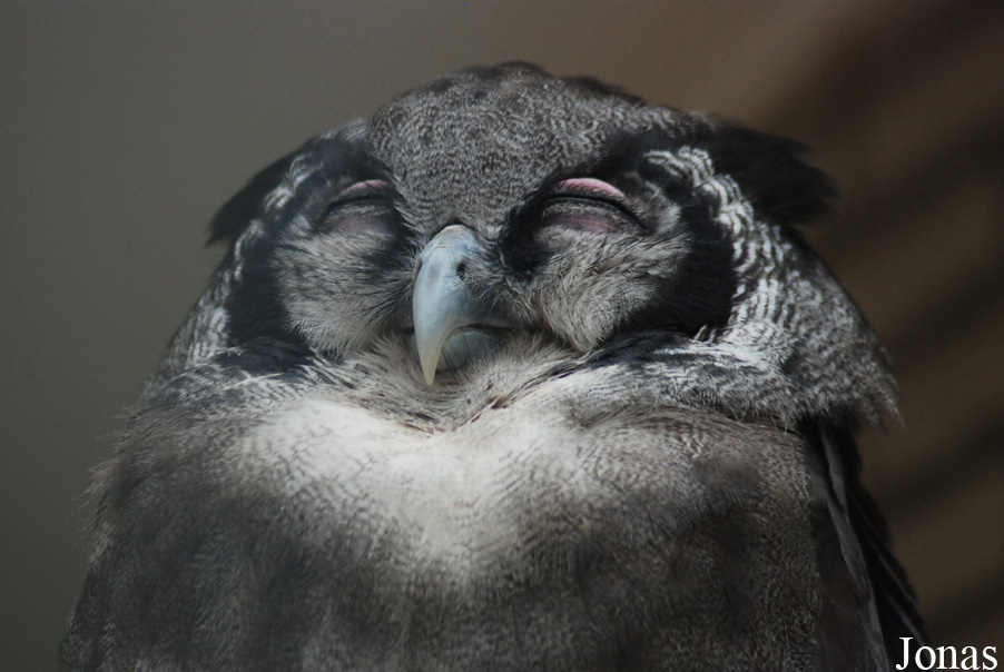 Bubo lacteus