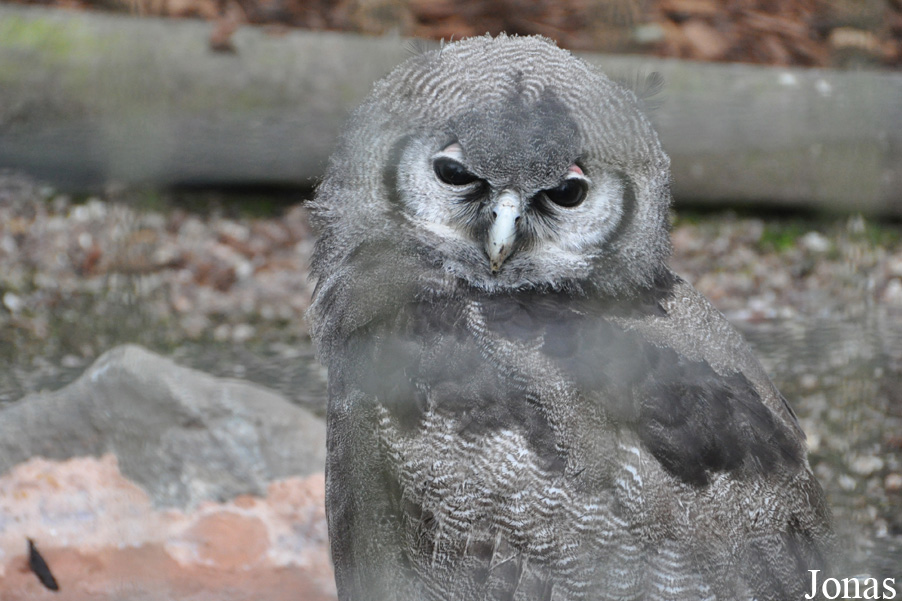 Bubo lacteus