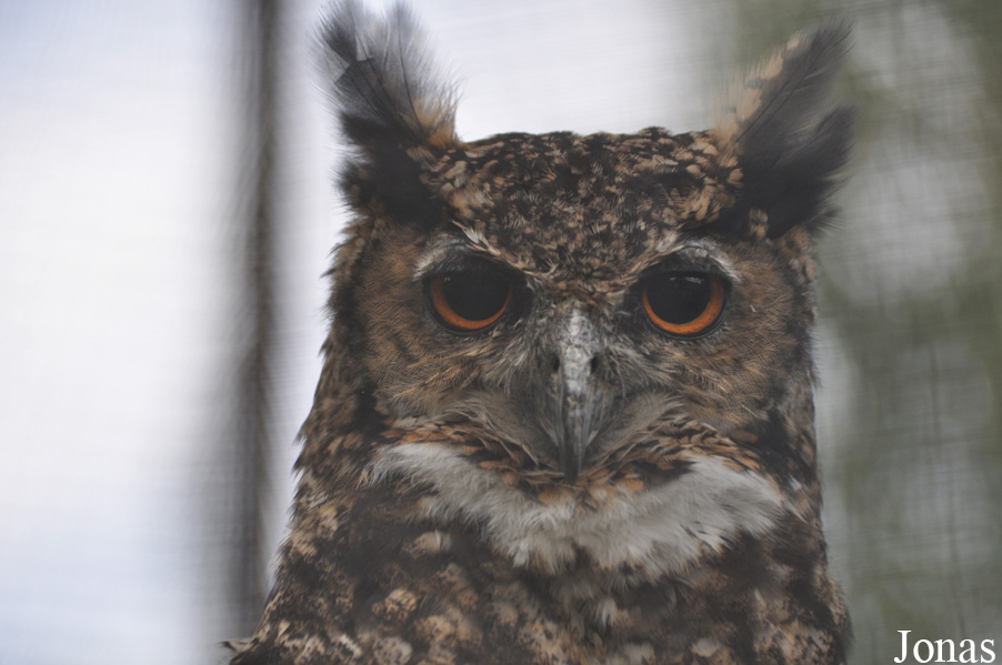 Bubo magellanicus