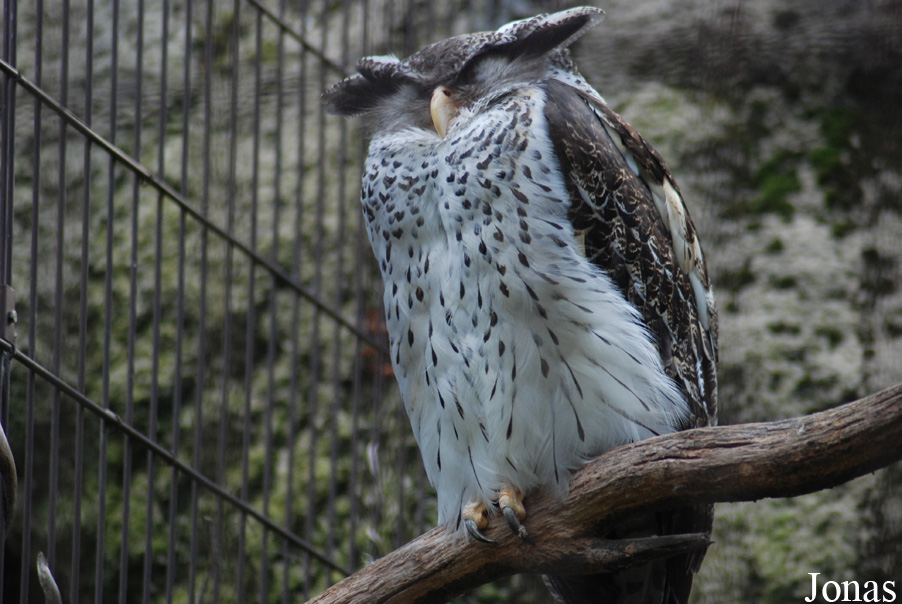 Bubo nipalensis