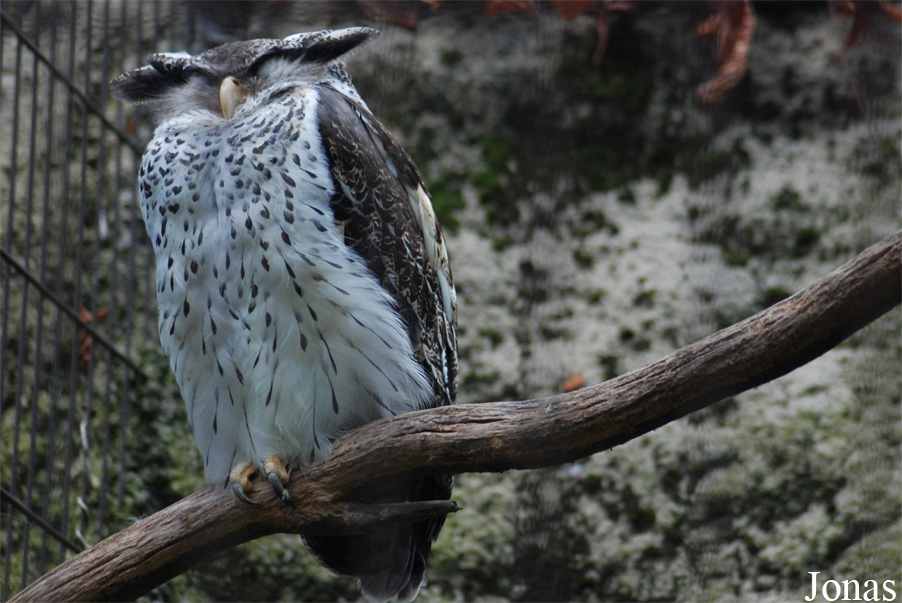 Bubo nipalensis