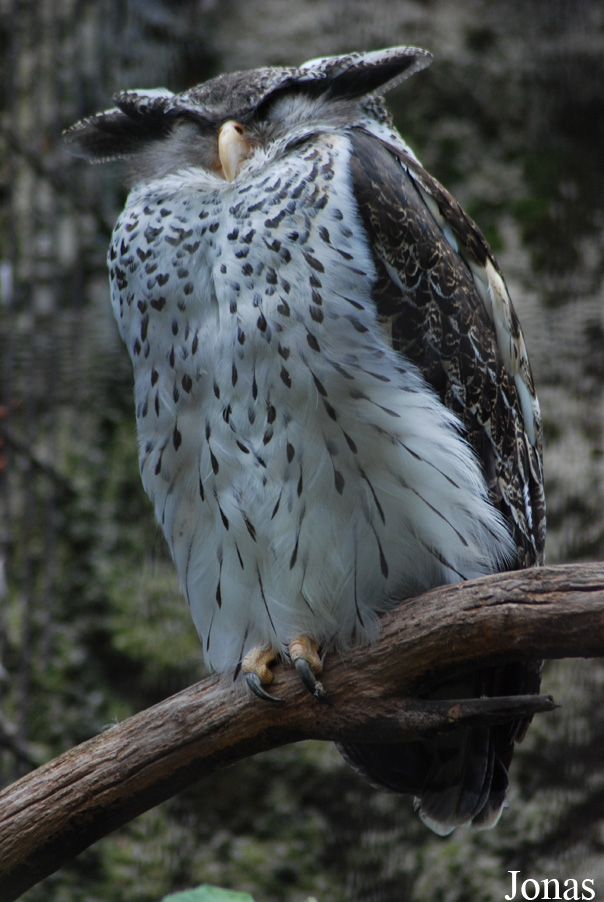 Bubo nipalensis