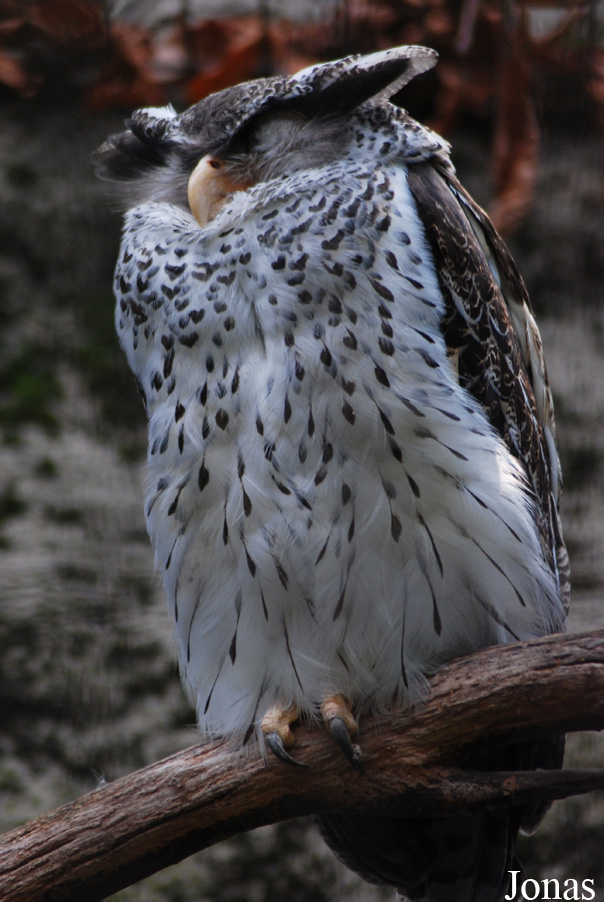 Bubo nipalensis
