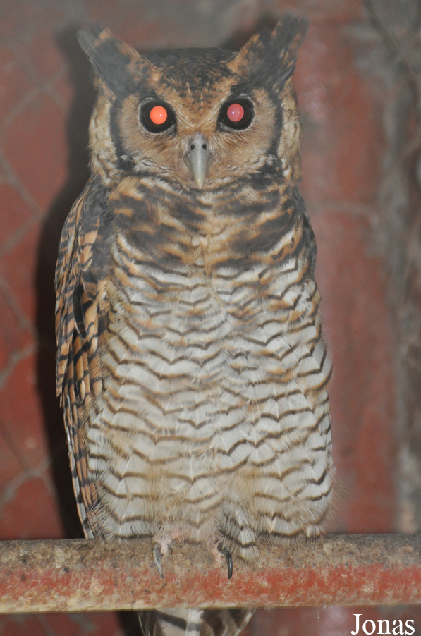 Bubo poensis