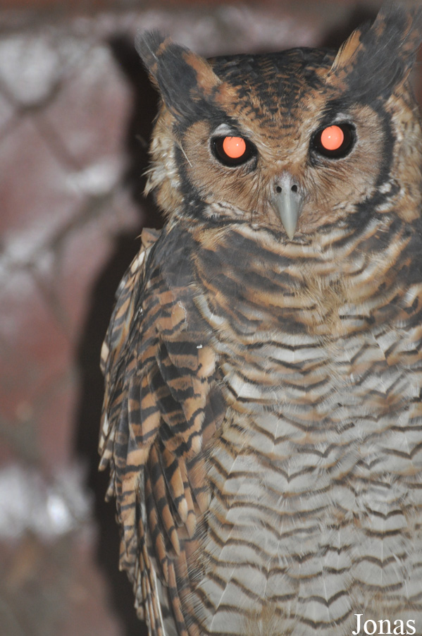 Bubo poensis