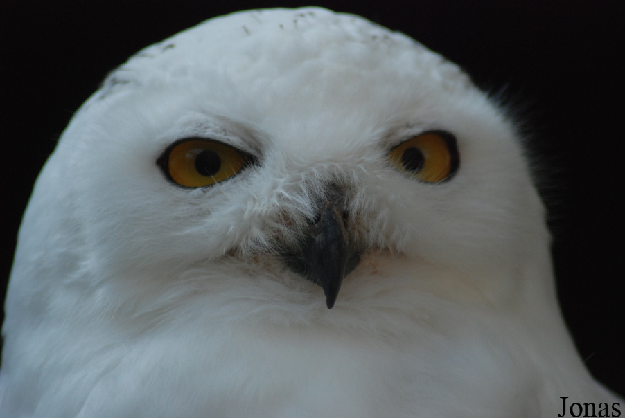 Bubo scandiacus