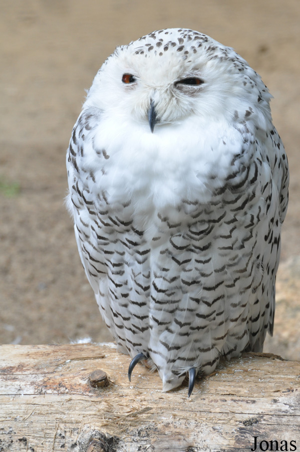 Bubo scandiacus