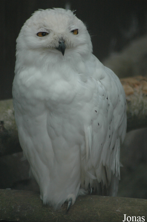 Bubo scandiacus