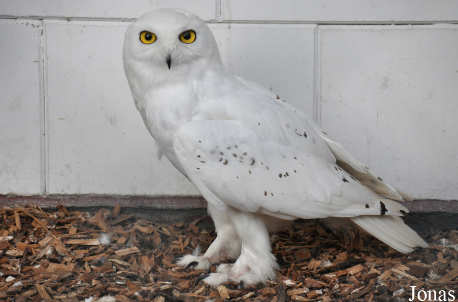 Bubo scandiacus