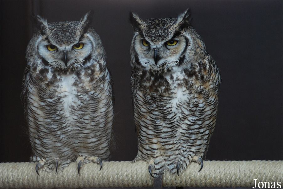Bubo virginianus
