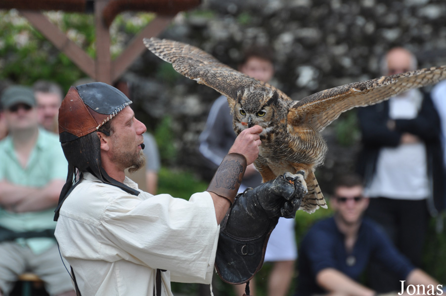 Bubo virginianus
