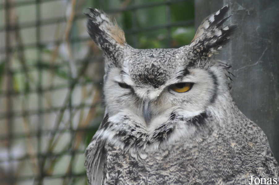 Bubo virginianus wapacuthu