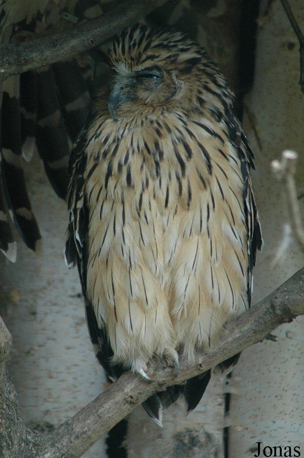 Ketupa ketupu javanensis