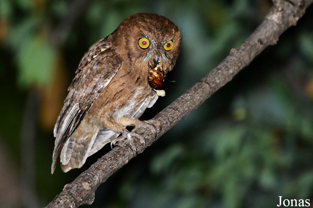 Parc National de Lokobe