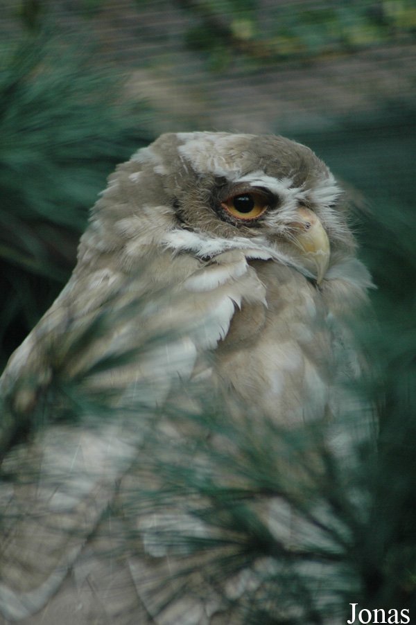 Pulsatrix perspicillata